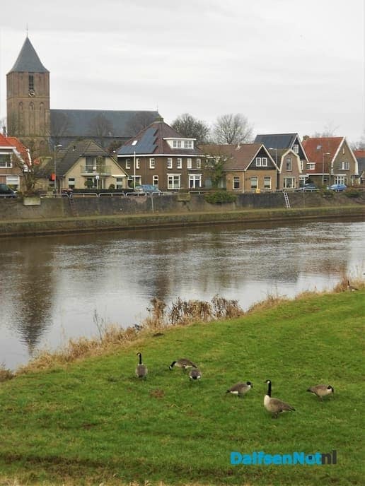 Veel watervogels aan de Vecht