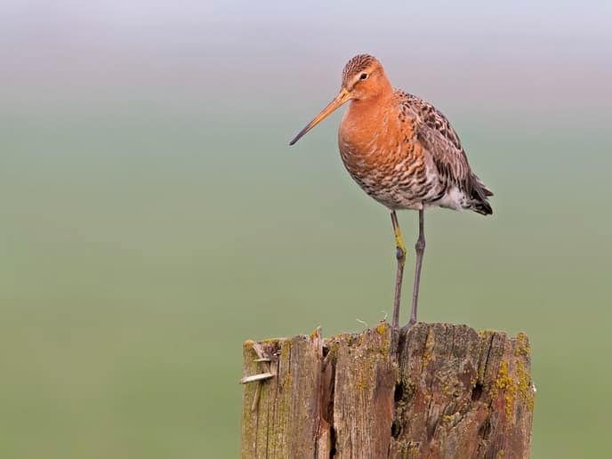 Onze boerenlandvogels hebben hulp nodig - Foto: Eigen geleverde foto