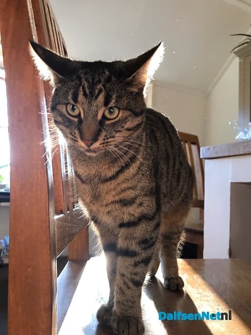 Poes vermist in Hoonhorst - Foto: Ingezonden foto