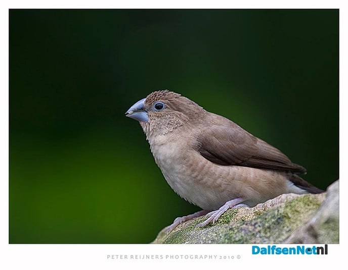 De Vogelvriend valt weer in de prijzen - Foto: Ingezonden foto