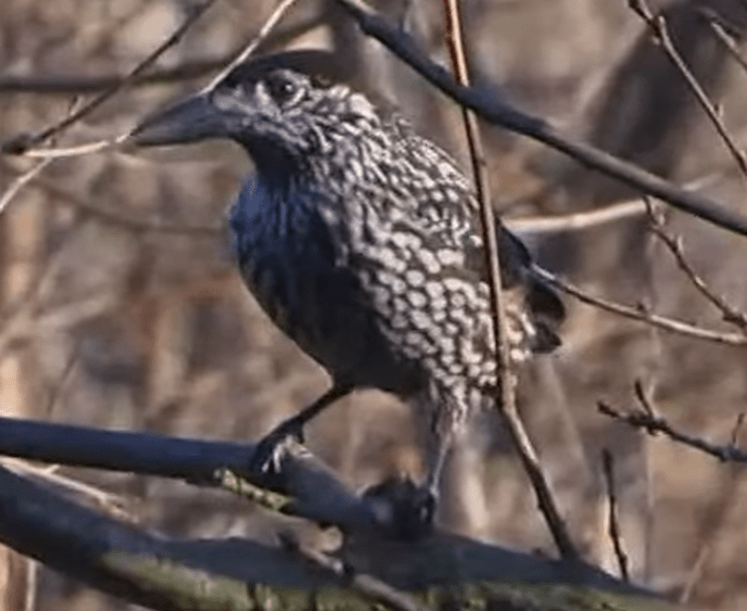 Ook het Sterrebos zat vol notenkrakers