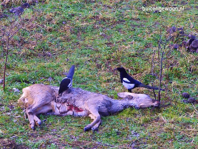 Ik zou zeggen eet smakelijk! - Foto: Ingezonden foto