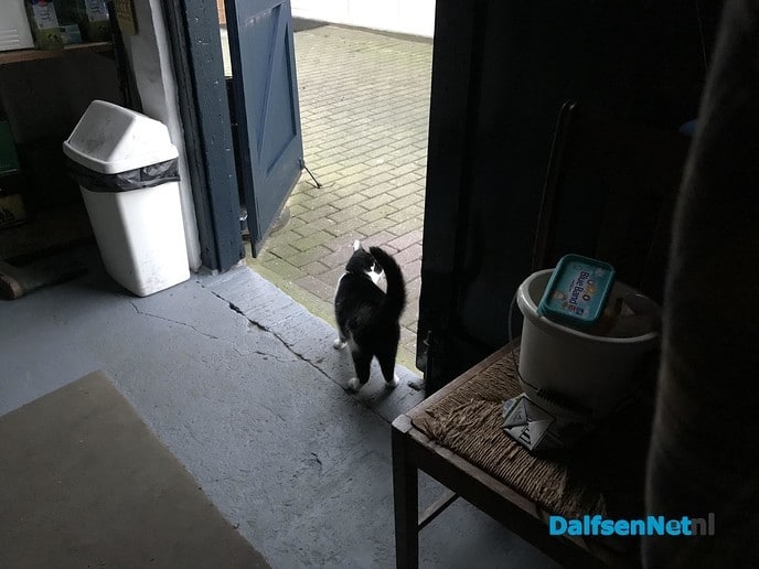 Kat aan komen lopen - Foto: Ingezonden foto