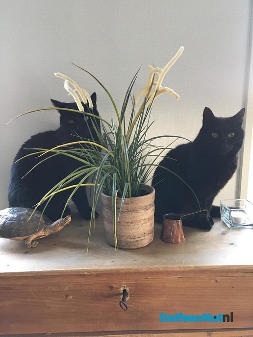 Zwarte kater vermist - Foto: Ingezonden foto