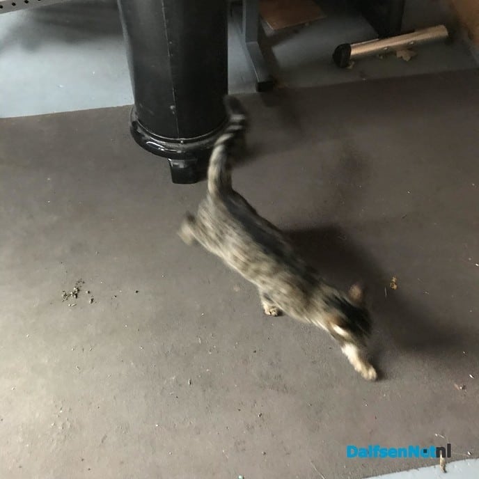 Kat aan komen lopen - Foto: Ingezonden foto
