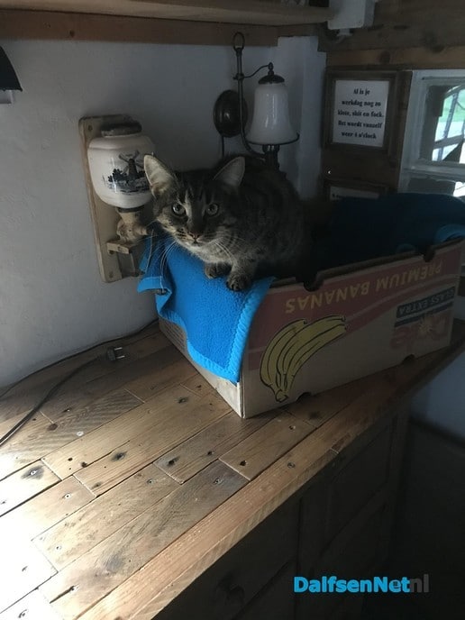 Kat aan komen lopen - Foto: Ingezonden foto