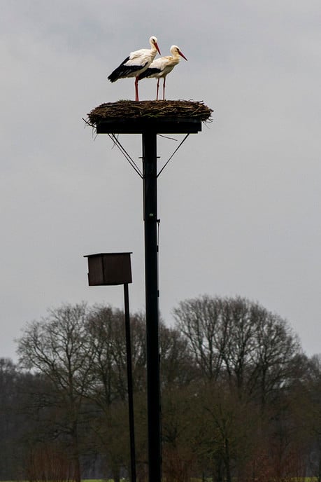 Ooievaars en Dalfsen - Foto: Paul Scholten