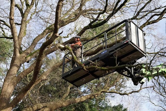 Het geluid van motorkettingzagen lokt fotografen - Foto: Paul Scholten