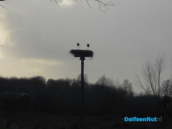 De olifanten in Hoonhorst zitten weer op het nest