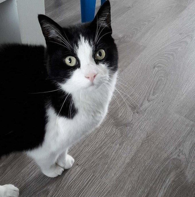 Alle katten gaan er van door, weer eentje - Foto: Eigen geleverde foto