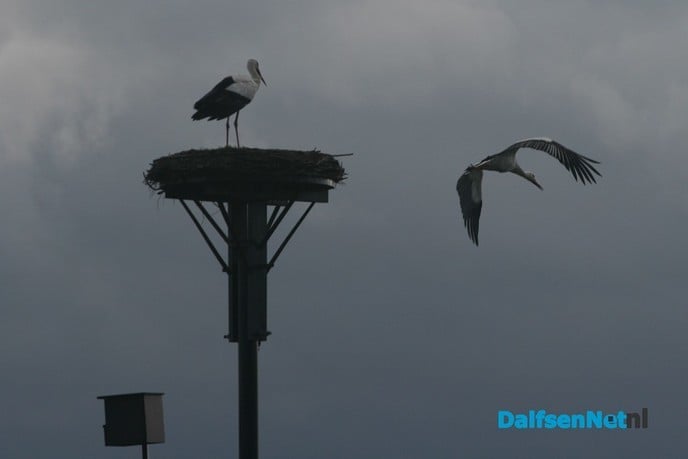 Ooievaars beiden weer terug in Dalfsen - Foto: Ingezonden foto