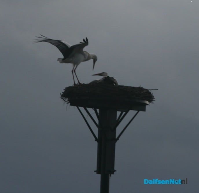 Ooievaars beiden weer terug in Dalfsen - Foto: Ingezonden foto