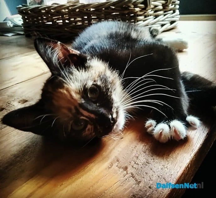 Poes vermist - Foto: Ingezonden foto