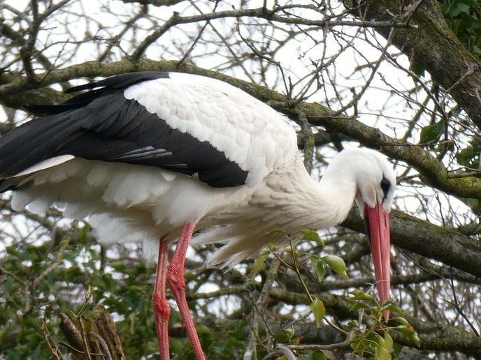 Flinke vogel in de tuin - Foto: Ingezonden foto