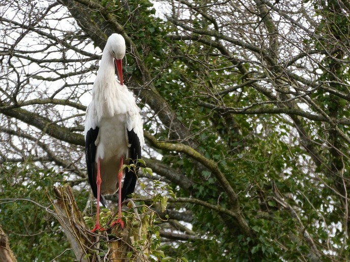 Flinke vogel in de tuin - Foto: Ingezonden foto