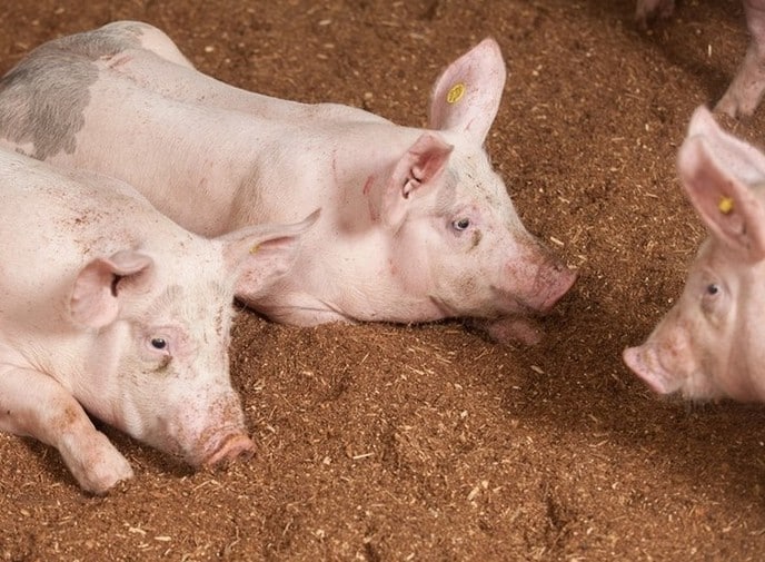 Meer biodiversiteit op het erf van de Wroetvarkenboer - Foto: Eigen geleverde foto