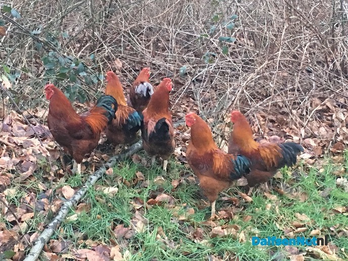 Hanen losgelaten nabij bos op Rechteren  (Update) - Foto: Ingezonden foto