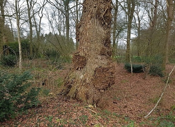 Een beste ieke’nboom - Foto: Gruune Jopie