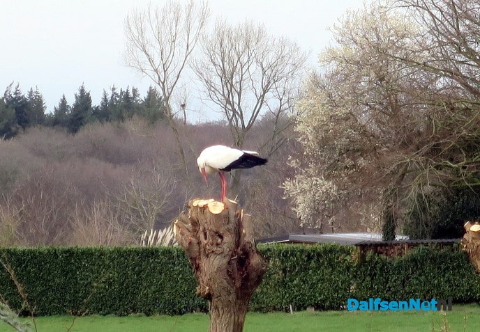 Luchtgevechten om de beste woning - Foto: Wim