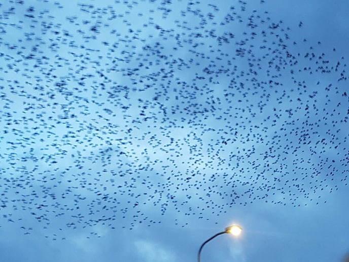 Zwarm met sien alln - Foto: Gruune Jopie
