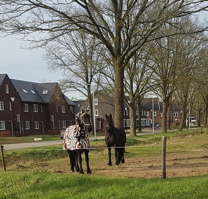 Verkleed veur een feesie - Foto: Gruune Jopie