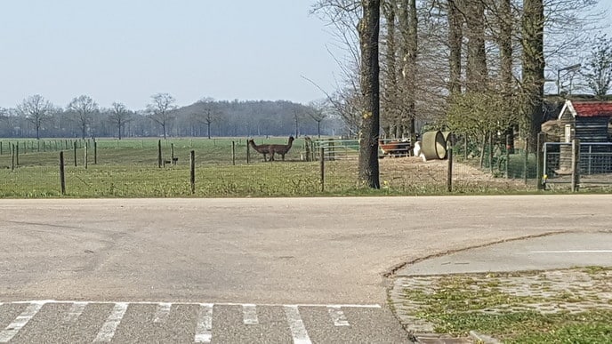 Nej soort in Oldluusn? - Foto: Gruune Jopie