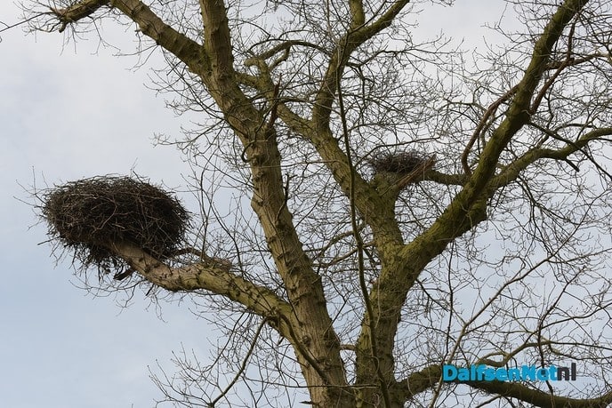 Ooievaar en Reiger nestelen gezamelijk op Kasteel Rechteren - Foto: Johan Bokma