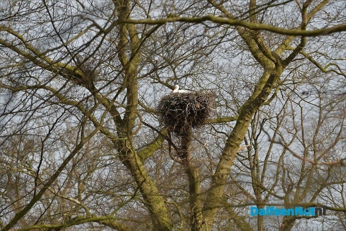 Ooievaar en Reiger nestelen gezamelijk op Kasteel Rechteren - Foto: Johan Bokma