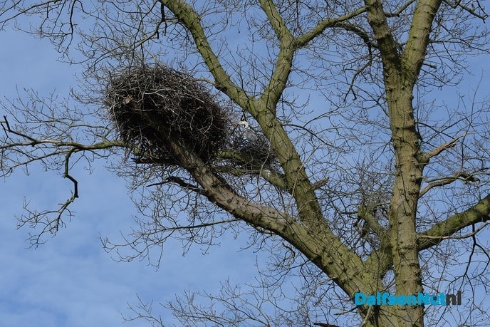 Ooievaar en Reiger nestelen gezamelijk op Kasteel Rechteren - Foto: Johan Bokma