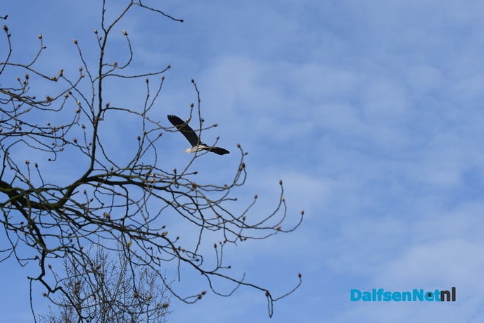 Ooievaar en Reiger nestelen gezamelijk op Kasteel Rechteren - Foto: Johan Bokma