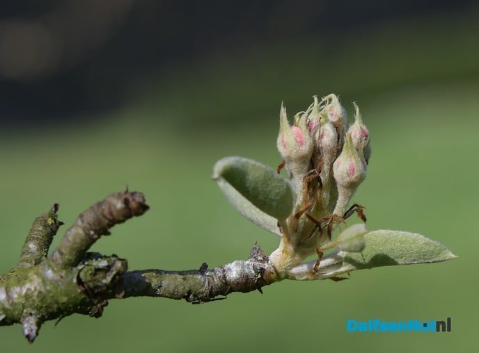 Het voorjaar ontluikt op landgoed De Horte - Foto: Johan Bokma