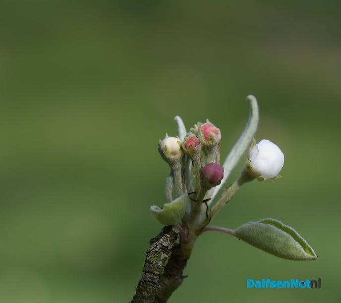 Het voorjaar ontluikt op landgoed De Horte - Foto: Johan Bokma