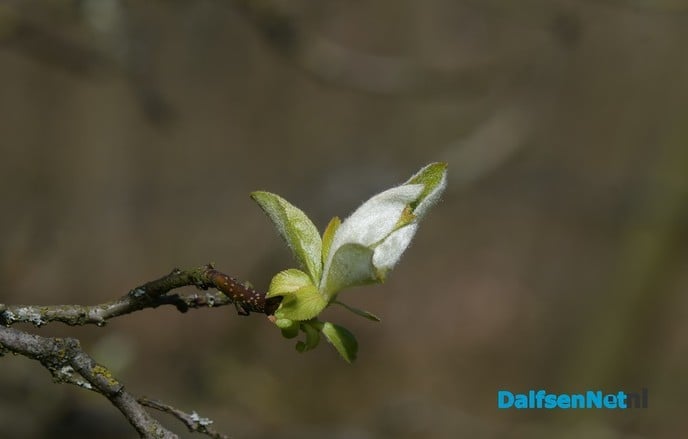 Het voorjaar ontluikt op landgoed De Horte - Foto: Johan Bokma