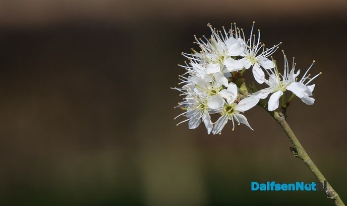 Het voorjaar ontluikt op landgoed De Horte - Foto: Johan Bokma