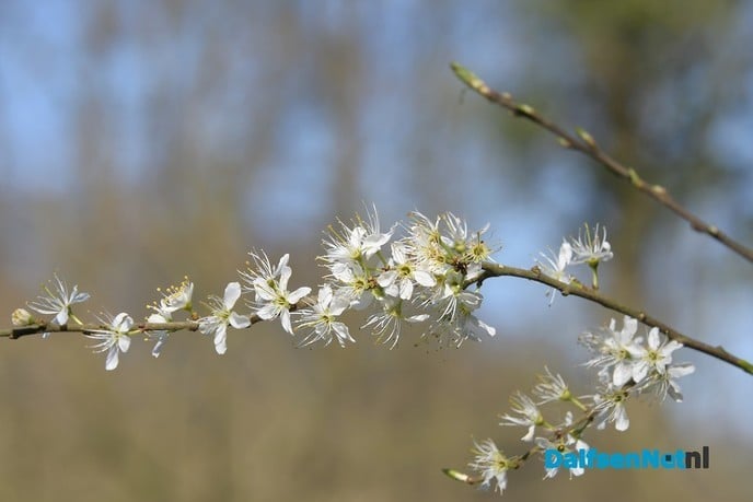 Het voorjaar ontluikt op landgoed De Horte - Foto: Johan Bokma