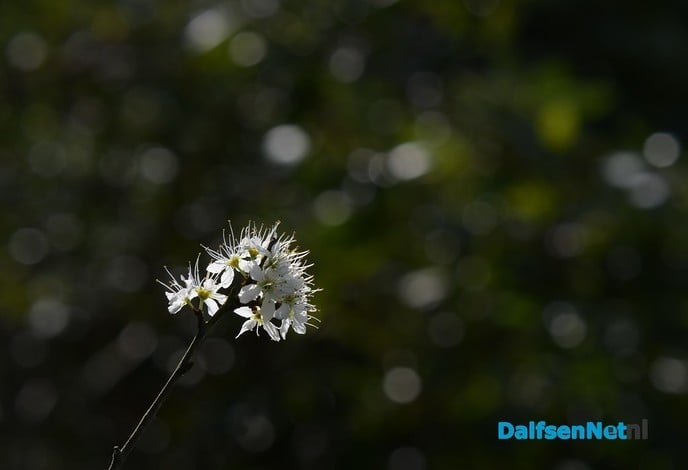 Het voorjaar ontluikt op landgoed De Horte - Foto: Johan Bokma