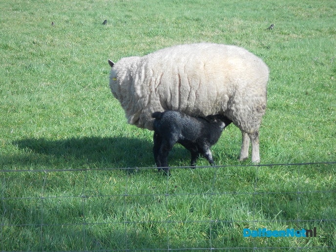 De lente is begonnen: Lammetjes in de wei