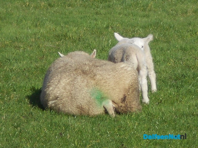 De lente is begonnen: Lammetjes in de wei