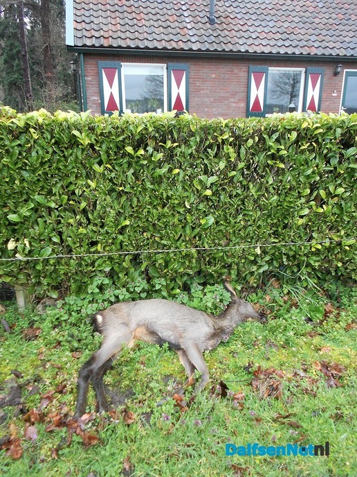 Ree gevonden
