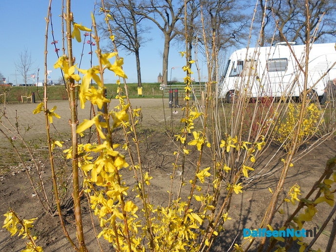 Camperplek volop in de bloei