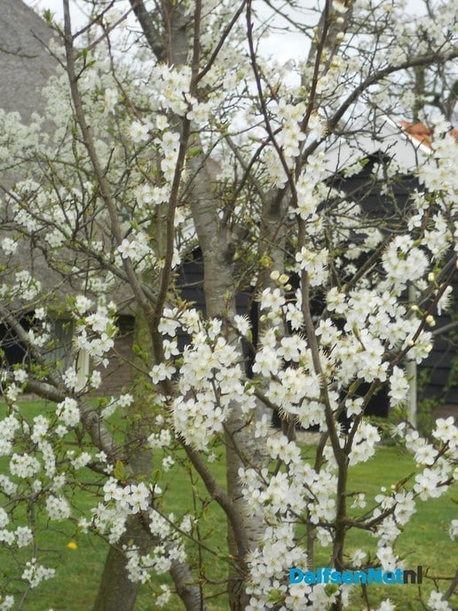 De lente komt er aan