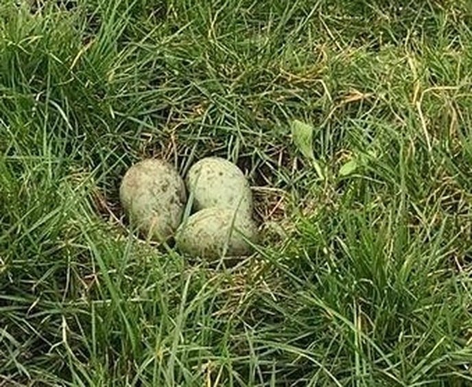 Eerste wulpennest gevonden in Rouveen - Foto: Ingezonden foto