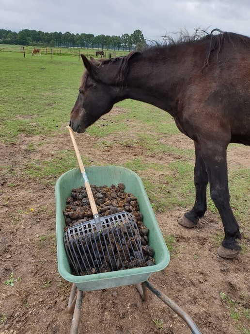 NL Doet: Paarden in een schone stal - Foto: Ingezonden foto