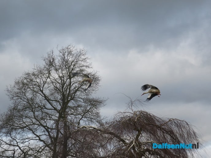 Luchtgevechten om de beste woning - Foto: Wim