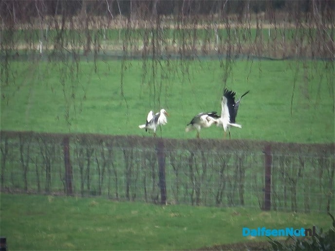 Luchtgevechten om de beste woning - Foto: Wim