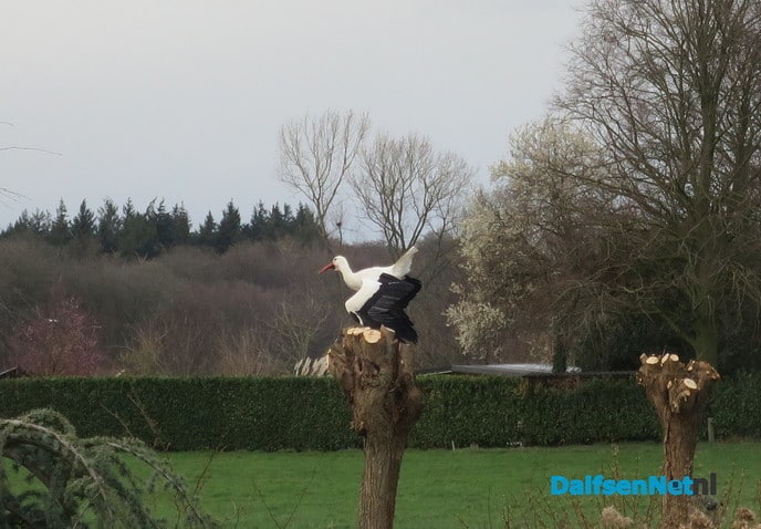Luchtgevechten om de beste woning - Foto: Wim