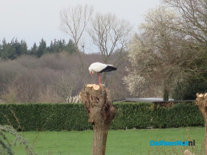Luchtgevechten om de beste woning - Foto: Wim