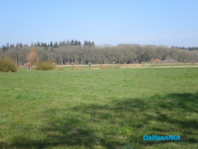 Knotwilgen snoeien vóór het broedseizoen - Foto: Wim