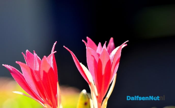 Kleurrijke beelden - Foto: Ben Jonkman