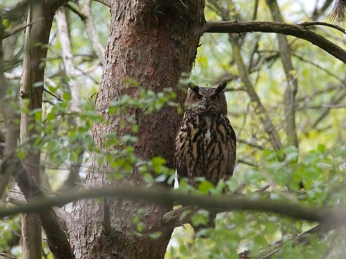 De oehoe rukt op in Overijssel - Foto: Ingezonden foto
